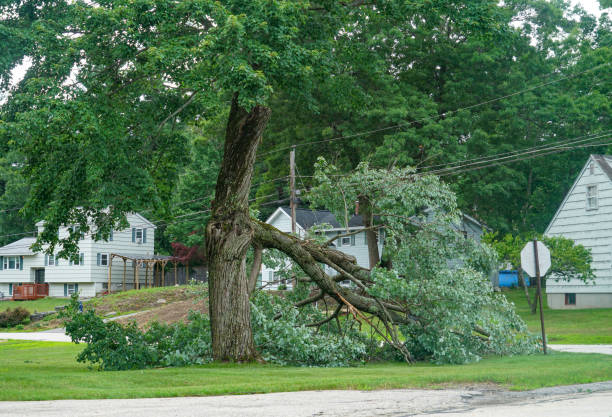 Leaf Removal in Marshall, MO